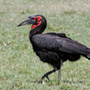 Southern Ground Hornbill, Maasai Mara Art Print