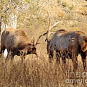 Sparring Elk Art Print