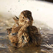 Sparrow Bathing Art Print