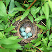 Sparrow Nest With A Cowbird Egg Art Print