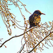 Sparrow On A Winter Branch Art Print