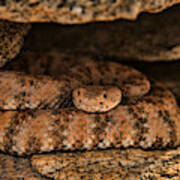 Speckled Rattlesnake Art Print