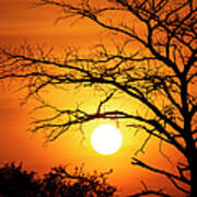 Spectacular Sunset Behind A Tree Art Print