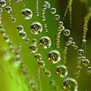 Spider Web With Water Drops Art Print