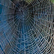 Spider's Net Art Print