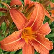 Splendid Day Lily Art Print