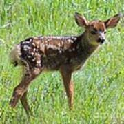 Spotted Fawn Art Print