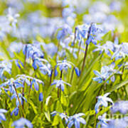 Spring Blue Flowers 5 Art Print
