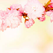 Spring Cherry Blossom With Copy Space Art Print
