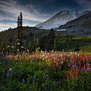 Spring Time At Mt. Rainier Washington Art Print