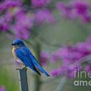 Spring Time Blue Bird Art Print