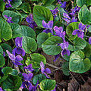 Springtime Violets Art Print