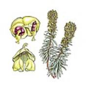 Spurge (euphorbia Characias) Flowers Art Print