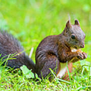 Squirrel Eating A Nut In The Grass Art Print