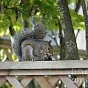 Squirrel On The Backyard Fence Art Print