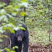 Stalking Black Bear In Woods Art Print