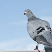 Standing Homing Pigeon Looking Leg-rings Blue Sky Close-up Art Print