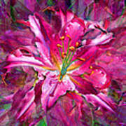 Star Gazing Stargazer Lily Art Print