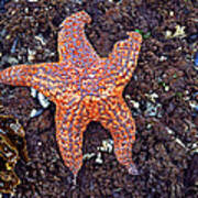 Starfish - Oregon Coastline Art Print