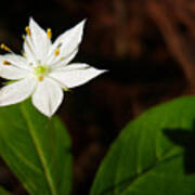 Starflower Art Print