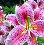 Stargazer  Lilies Art Print