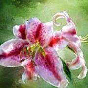 Stargazer Lily Art Print