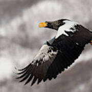 Stellar's Sea Eagle Art Print