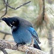 Steller's Jay Looking Down Art Print