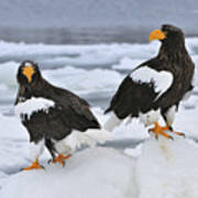 Stellers Sea Eagles Hokkaido Japan Art Print