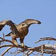 Steppe Eagle Aquila Nipalensis 1 Art Print