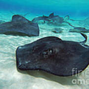 Stingrays Art Print