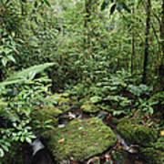 Stream In Rainforest Mt Bosavi Papua Art Print