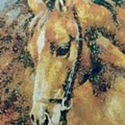 Study Of A Horse's Head Art Print