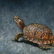 Study Of An Eastern Box Turtle Art Print