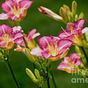 Stunning Day Lilies Art Print