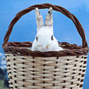 Sugar The Easter Bunny 2 - A Curious And Cute White Rabbit In A Hand Basket Art Print