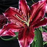 Sumatran Lily Art Print