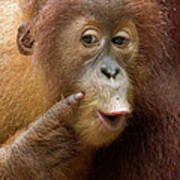 Sumatran Orangutan Baby Calling Art Print