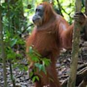 Sumatran Orangutan Art Print