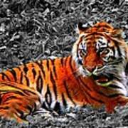 Sumatran Tiger Art Print