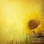 Summer Sunflower Background Art Print