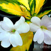 Sun Patiens Spreading White Variagated Art Print