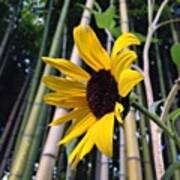 Sunflower In A Bamboo Forest Art Print