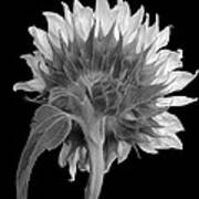 Sunflower In Monochrome Art Print