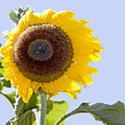 Sunflower In The Blue Sky Art Print