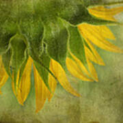 Sunflower Art Print