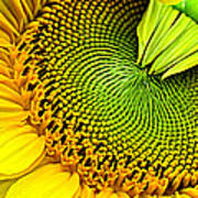 Kaleidescope Sunflower Art Print