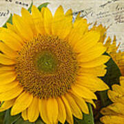 Sunflower Letters Art Print