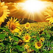 Sunflower Light Magic Art Print