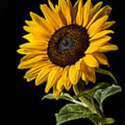 Sunflower Number 2 Art Print